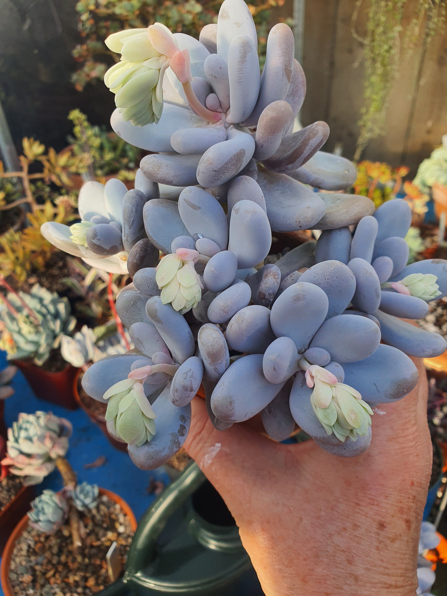 Pachyphytum oviferum (Moonstone Plant) - UK grown houseplant - Barney Plants