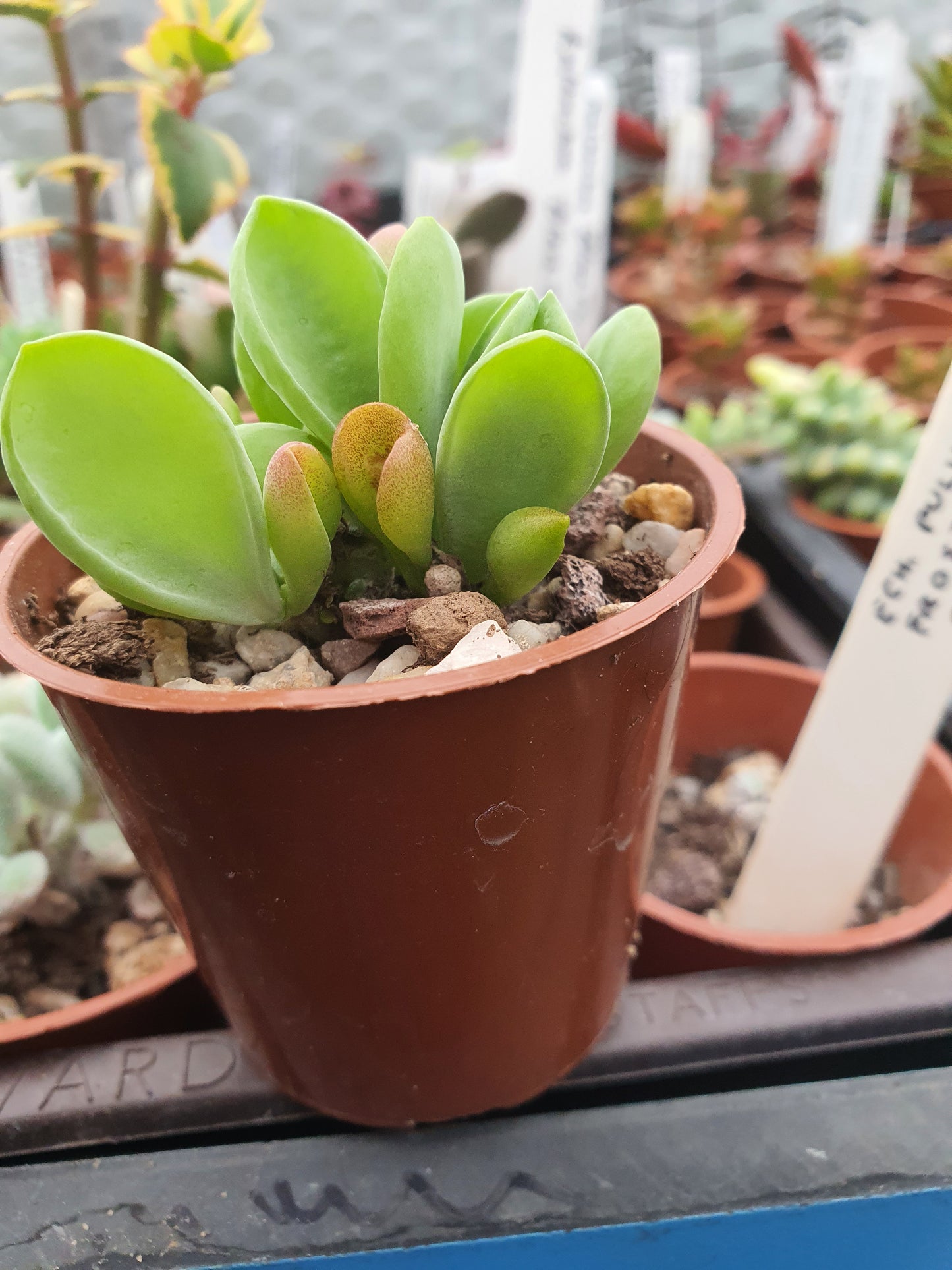 Small potted succulent plant in a brown pot with a blurred background of other plants.