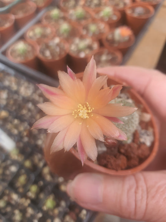 Aylostera 'Tiny Tim' | 🇬🇧 UK grown
