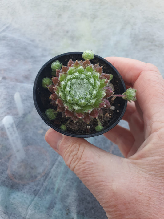 Sempervivum 'Mayfair'  (House Leek)