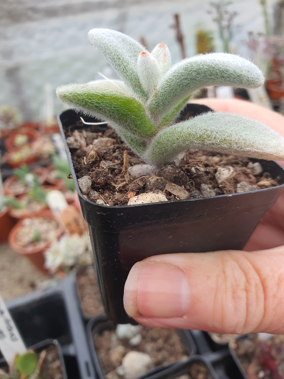 Kalanchoe eriophylla - Snow White Panda Plant