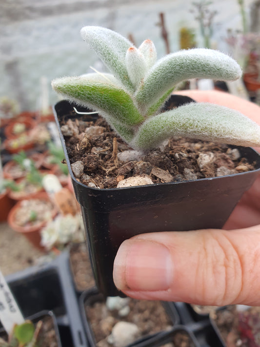 Kalanchoe eriophylla - Snow White Panda Plant