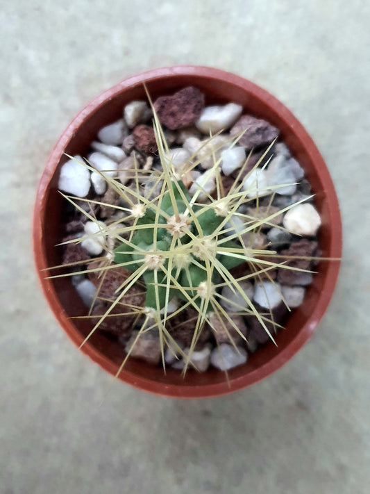 Ferocactus glaucescens | Blue Barrel Cactus | Glaucous Barrel Cactus | UK Grown - UK grown houseplant - Barney Plants