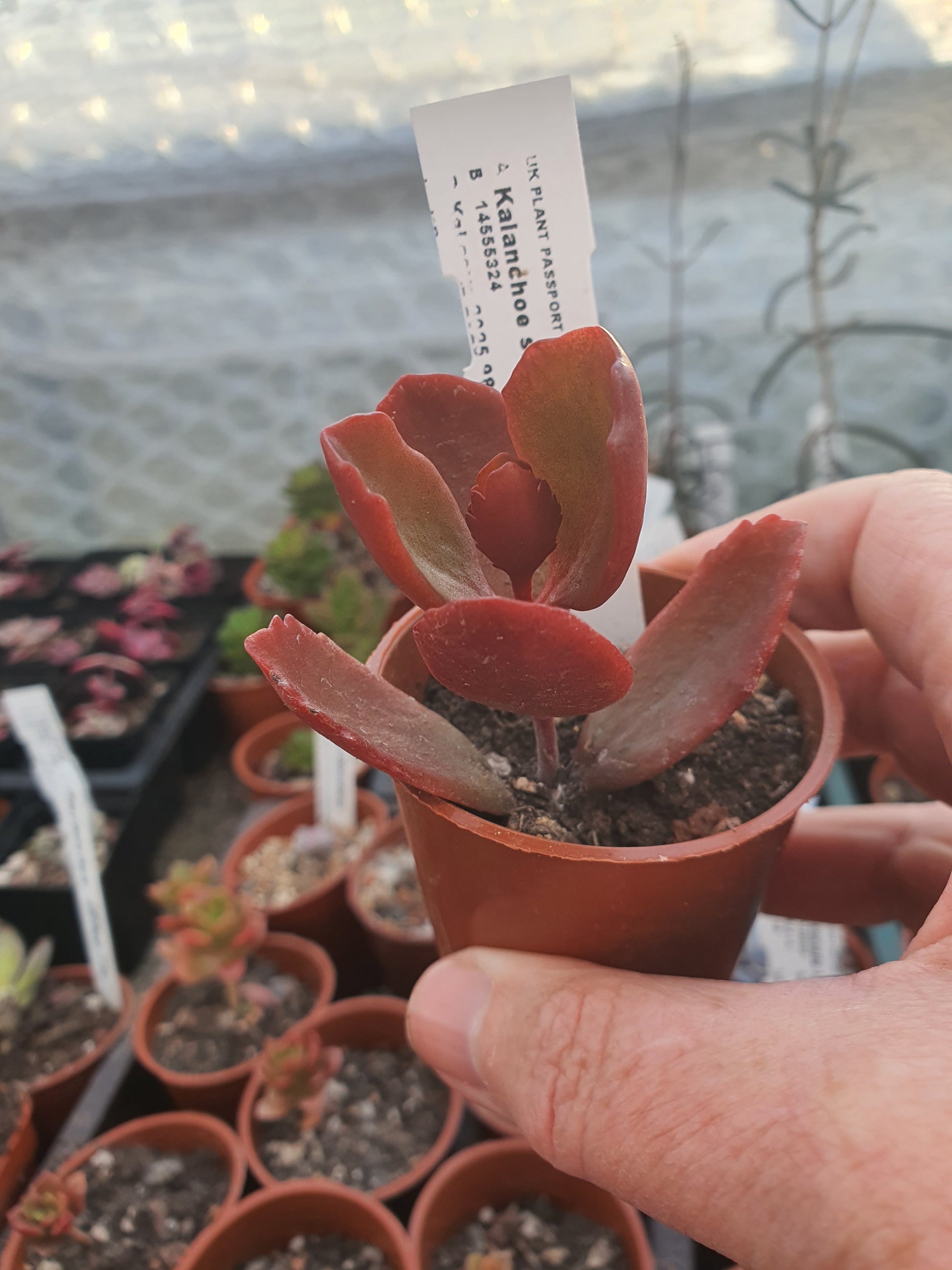 Kalanchoe sexangularis - UK grown houseplant - Barney Plants