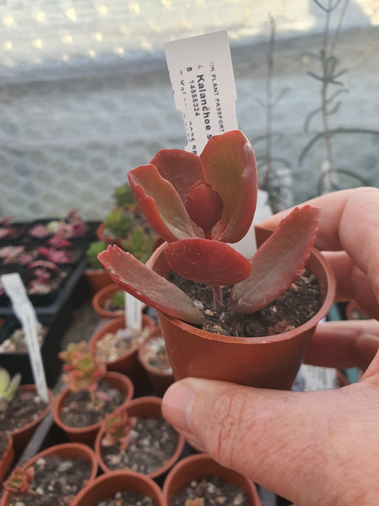 Kalanchoe sexangularis - UK grown houseplant - Barney Plants