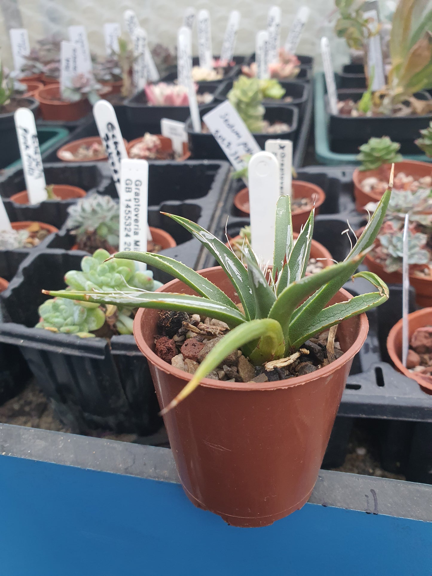 Agave filifera - Thread-Leaf Agave