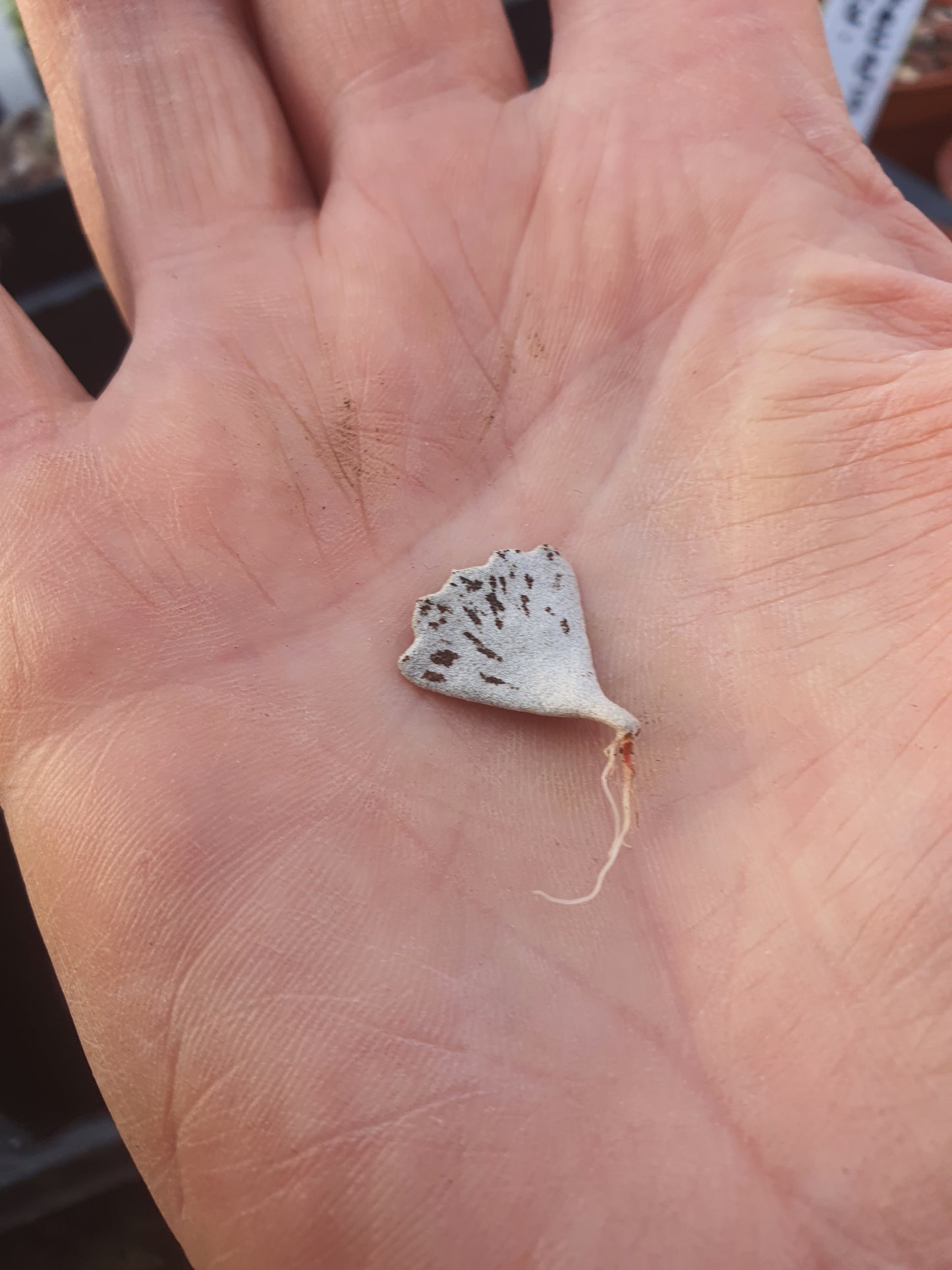 Kalanchoe rhombopilosa ( Pies from Heaven) Leaf cutting