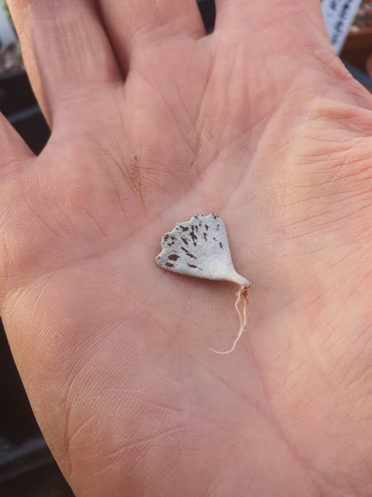 Kalanchoe rhombopilosa ( Pies from Heaven) Leaf cutting