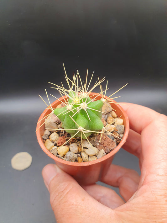Ferocactus glaucescens | Blue Barrel Cactus | Glaucous Barrel Cactus | UK Grown
