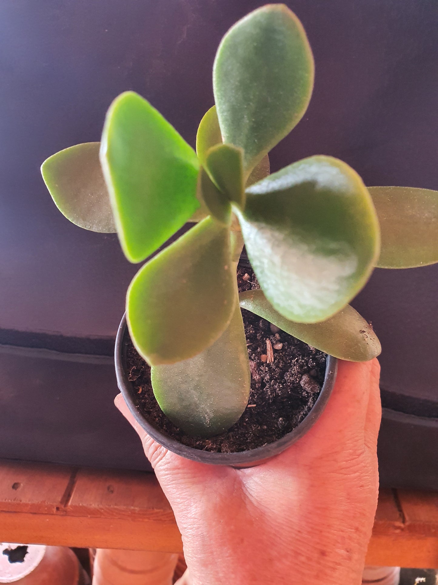 Crassula  ovata - Jade Plant  - Money Plant
