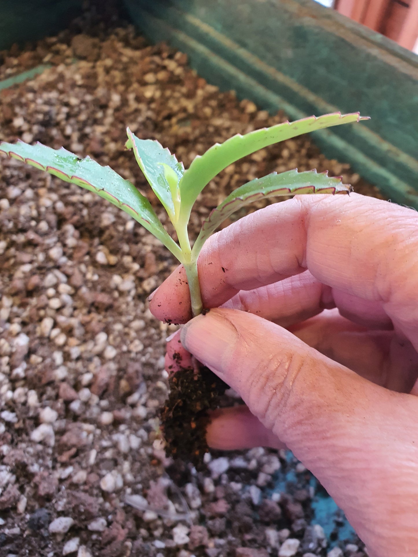 Kalanchoe daigremontiana (Mother of thousands) Plug plant - UK grown houseplant - Barney Plants
