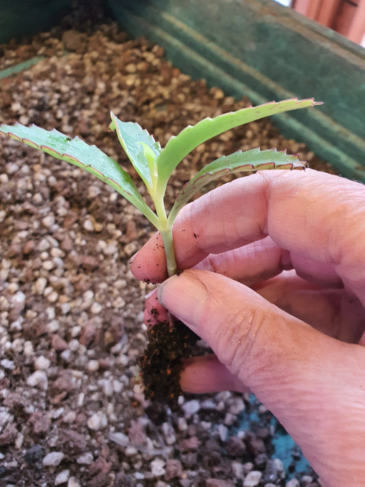 Kalanchoe daigremontiana (Mother of thousands) Plug plant