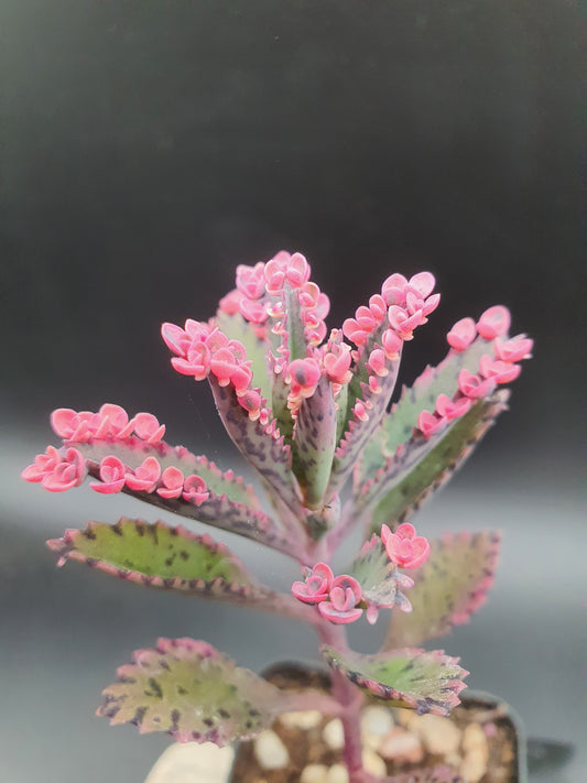 Kalanchoe  'Pink Butterfly' |  Pink Mother of Thousands |