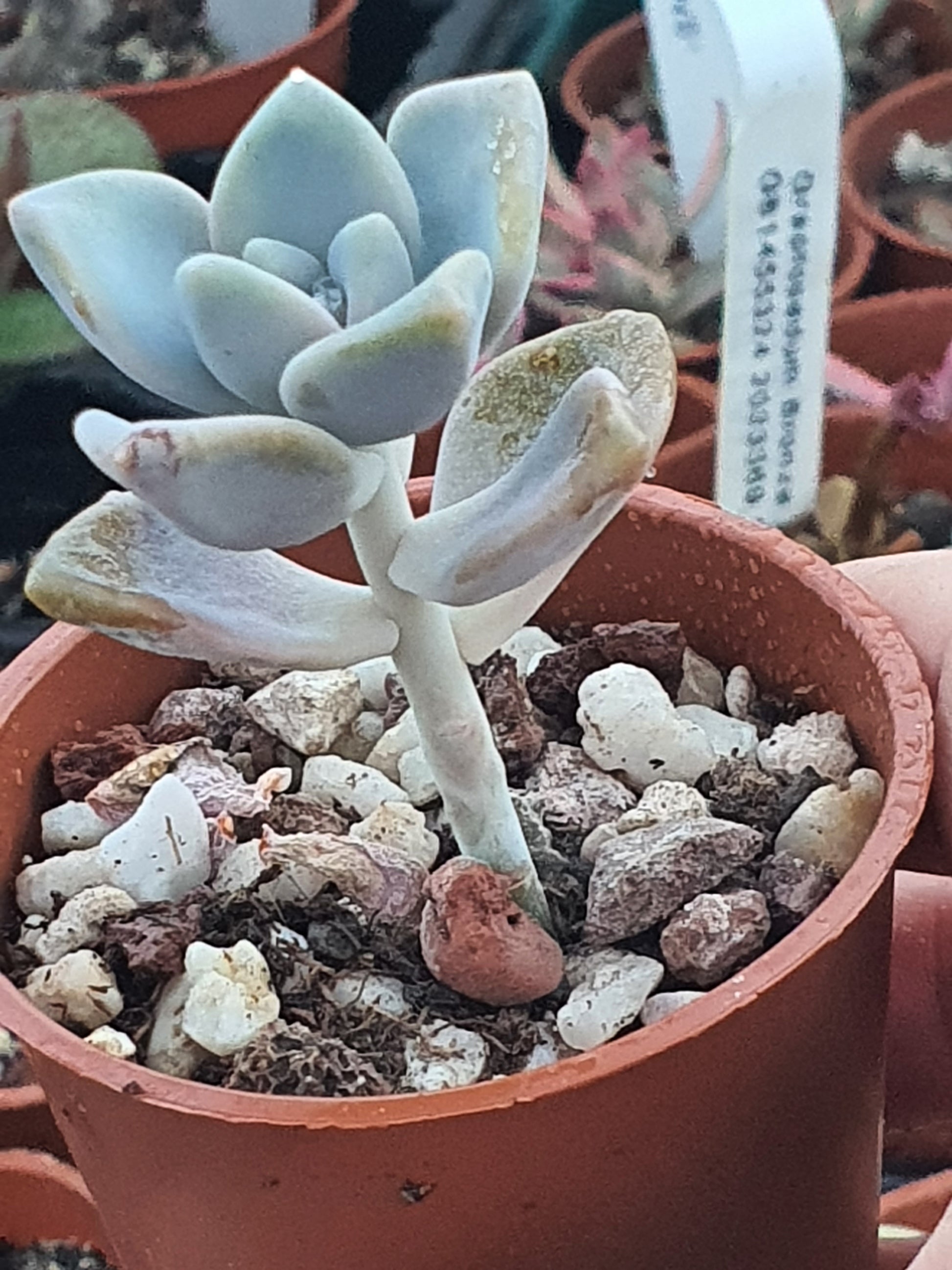 x Graptoveria 'Titubans' - UK grown houseplant - Barney Plants