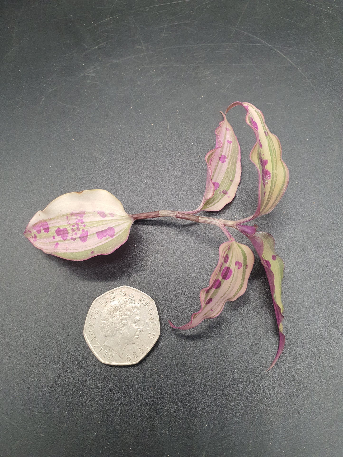 Tinantia pringlei Variegata - Spotted Mexican Wandering Dew Variegated - (Tradescantia) Cutting