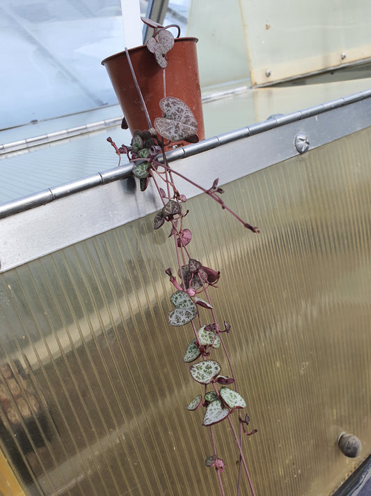 Ceropegia woodii - String of Hearts
