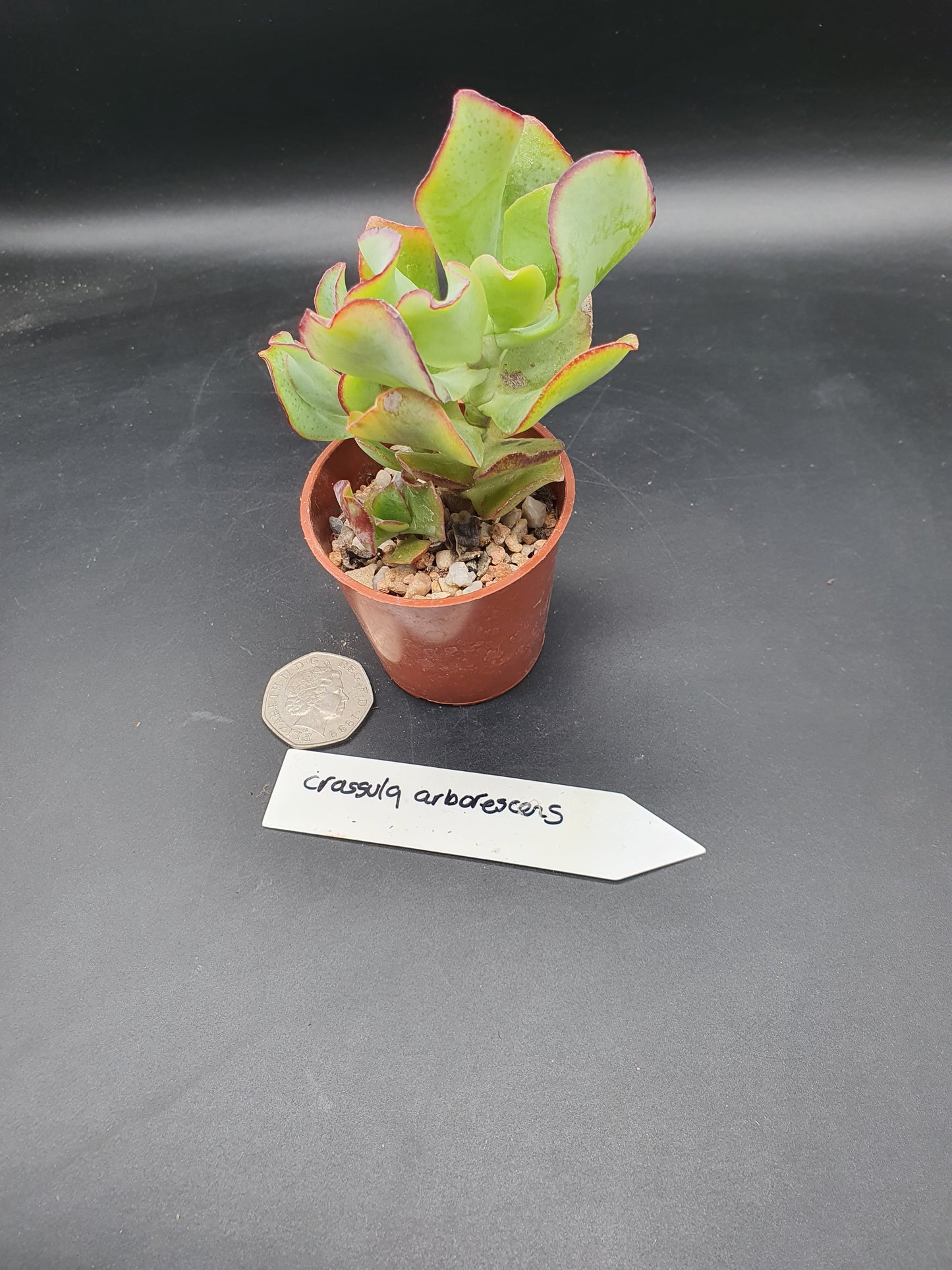 Crassula  arborescens cv — Silver Jade plant / Chinese Jade