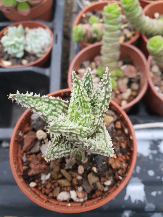 Aloe 'Sugar Crystal'  | Hybrid Aloe
