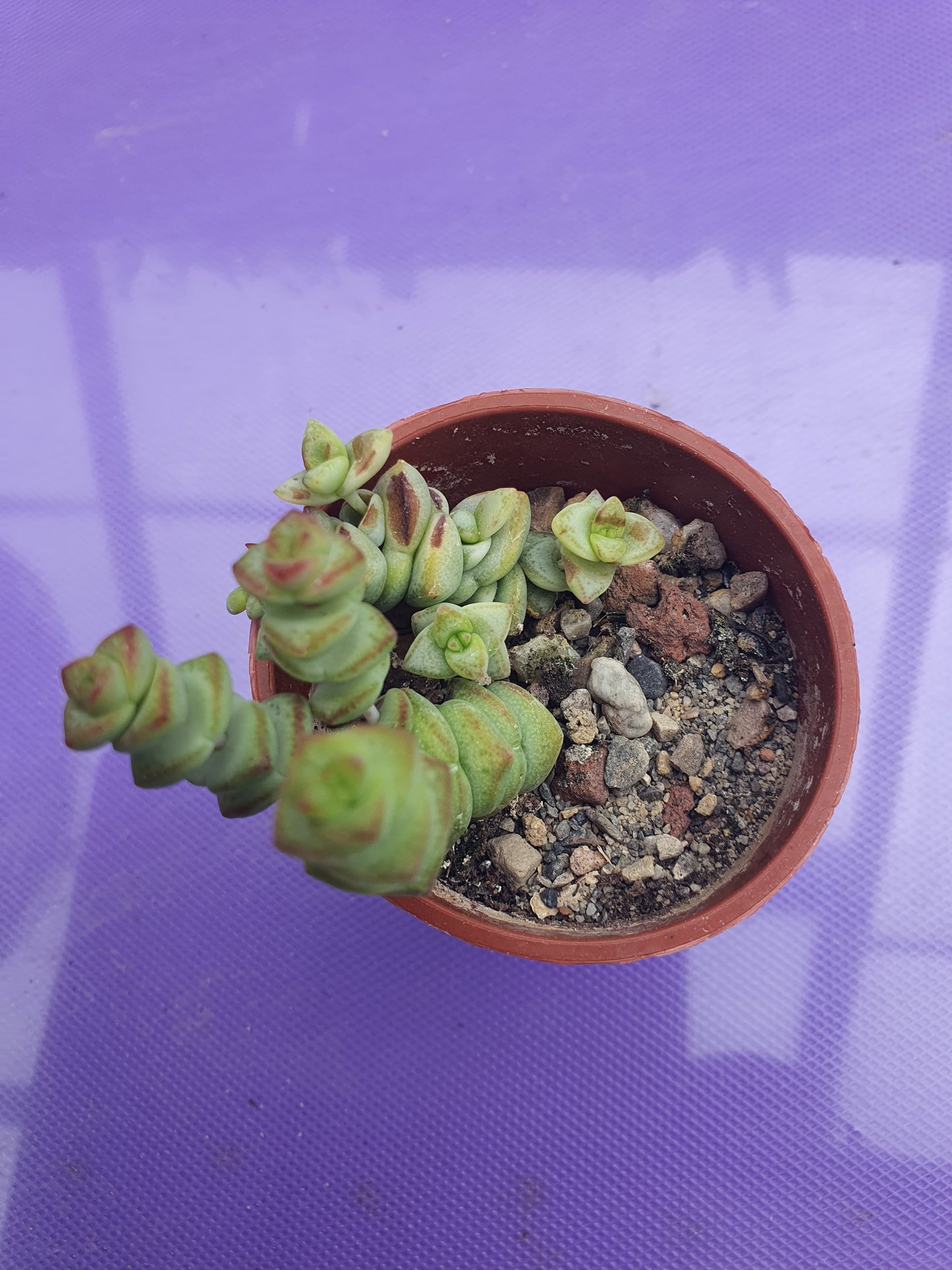 Crassula perforata - String of Buttons