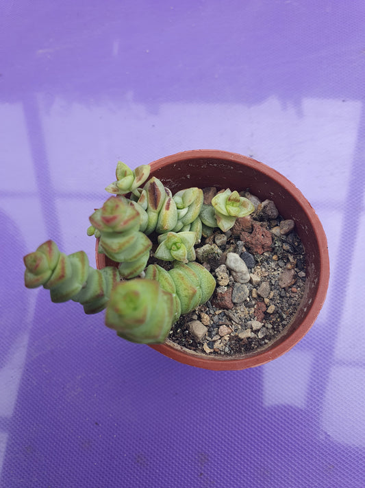 Crassula perforata - String of Buttons