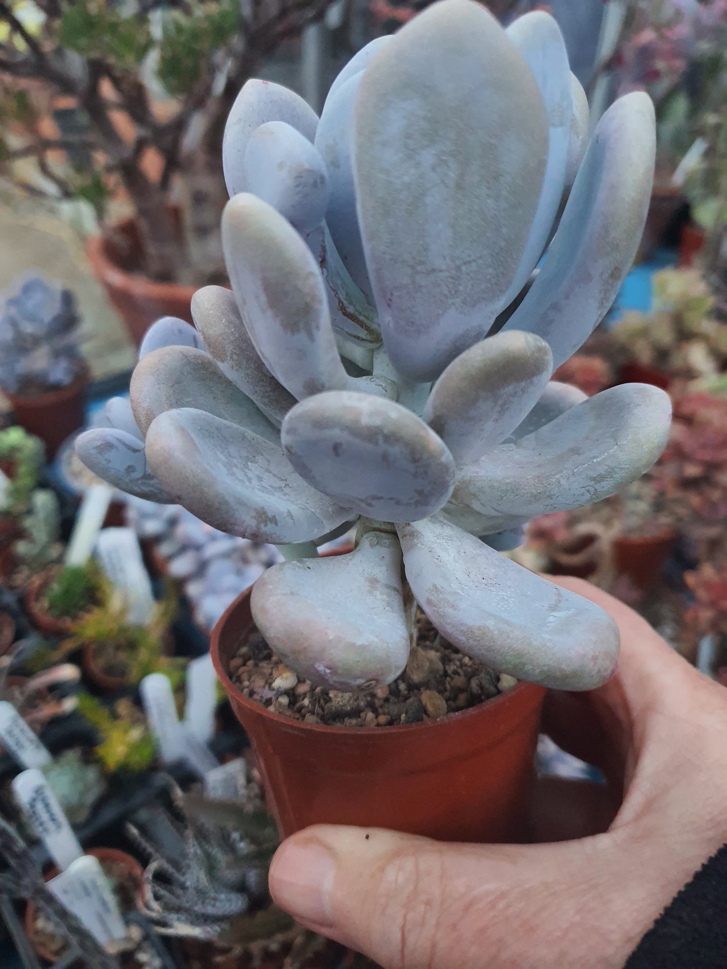 Pachyphytum oviferum (Moonstone Plant) - UK grown houseplant - Barney Plants