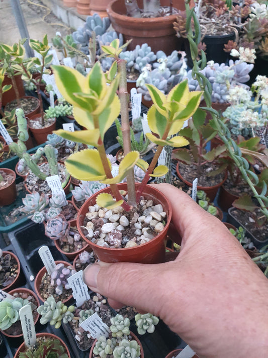 Crassula sarmentosa f. Variegata - Variegated Trailing Jade Succulent - Plant