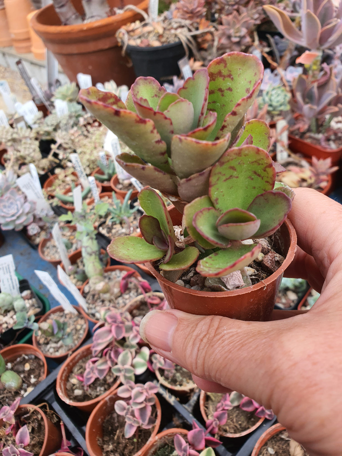 Kalanchoe  'Sunny Mix'
