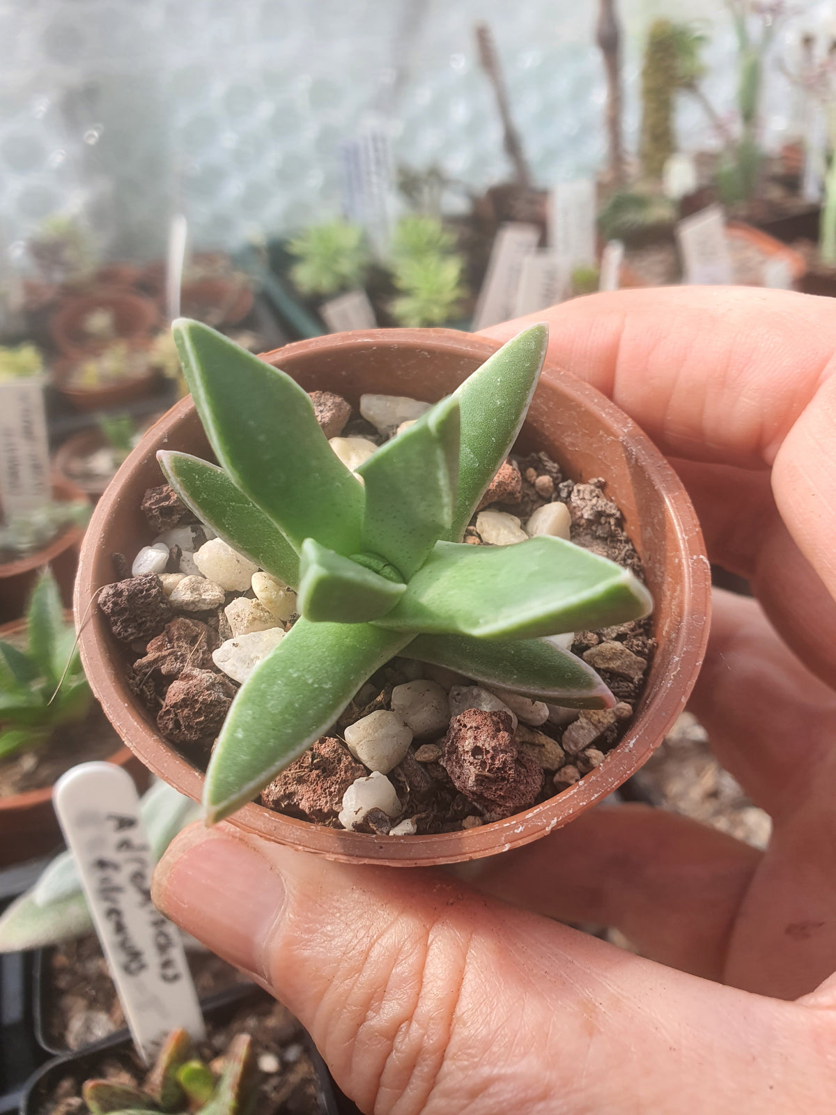 Faucaria paucidens - Tiger Jaws /  Few-Toothed Tiger