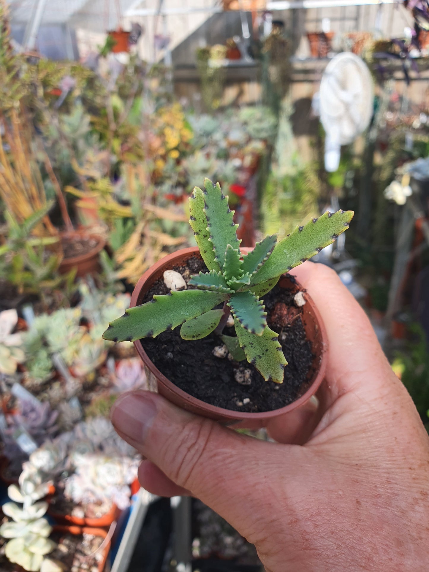 Kalanchoe tubiflora | Chandelier Plant |  Mother of Millions
