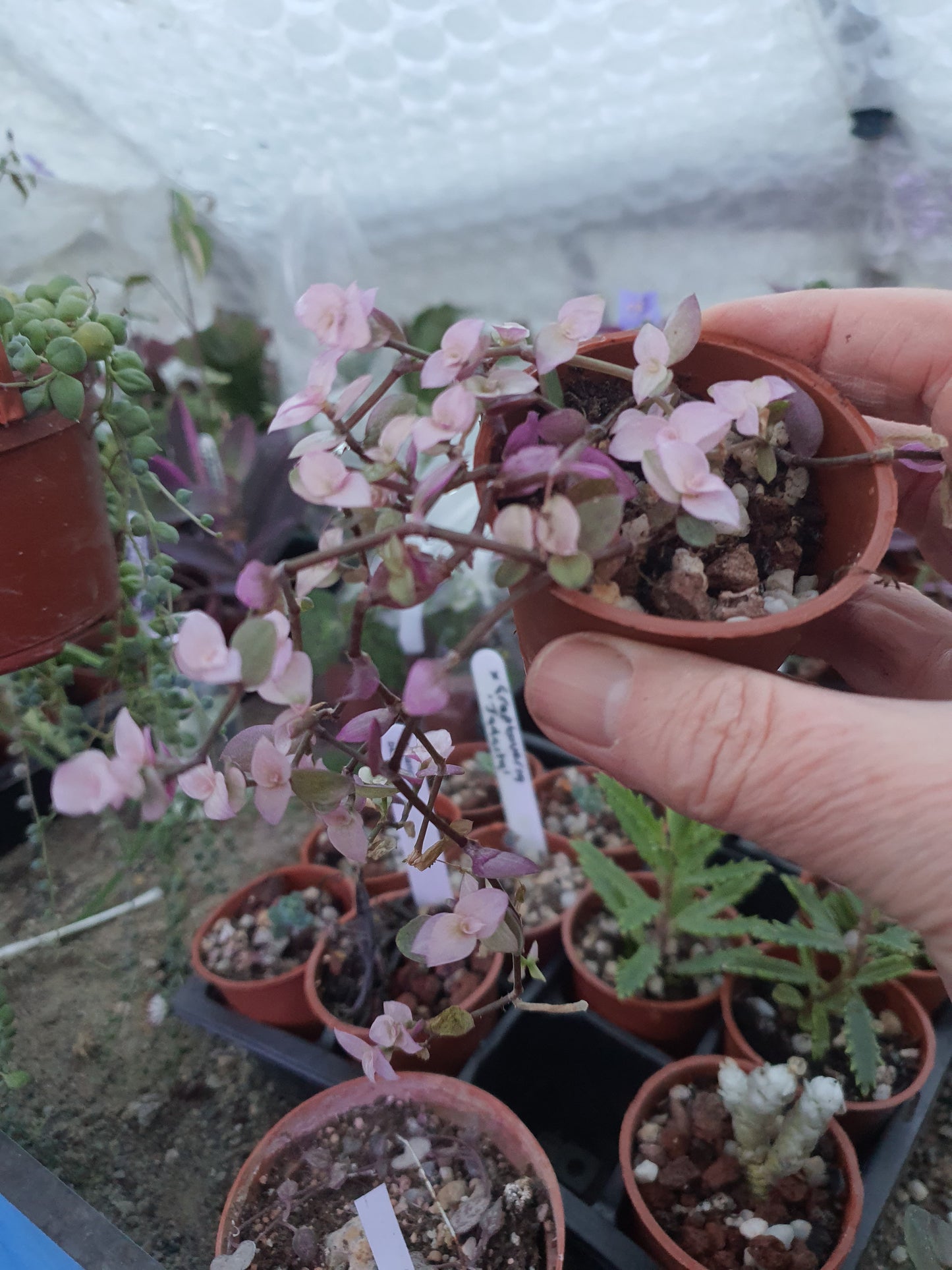 Callisia repens 'Pink Panther'  - Turtle Vine Pink Panther