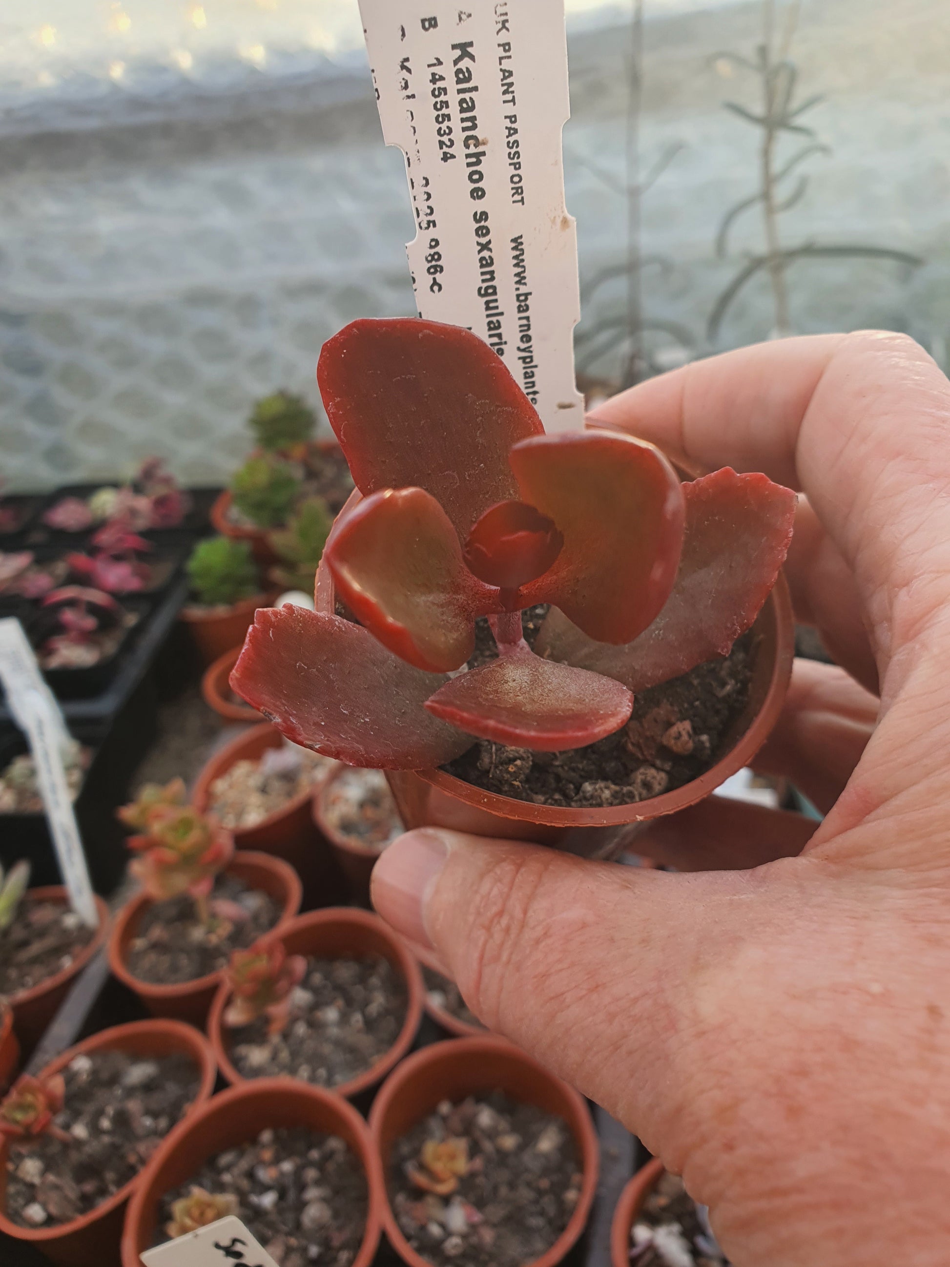 Kalanchoe sexangularis - UK grown houseplant - Barney Plants