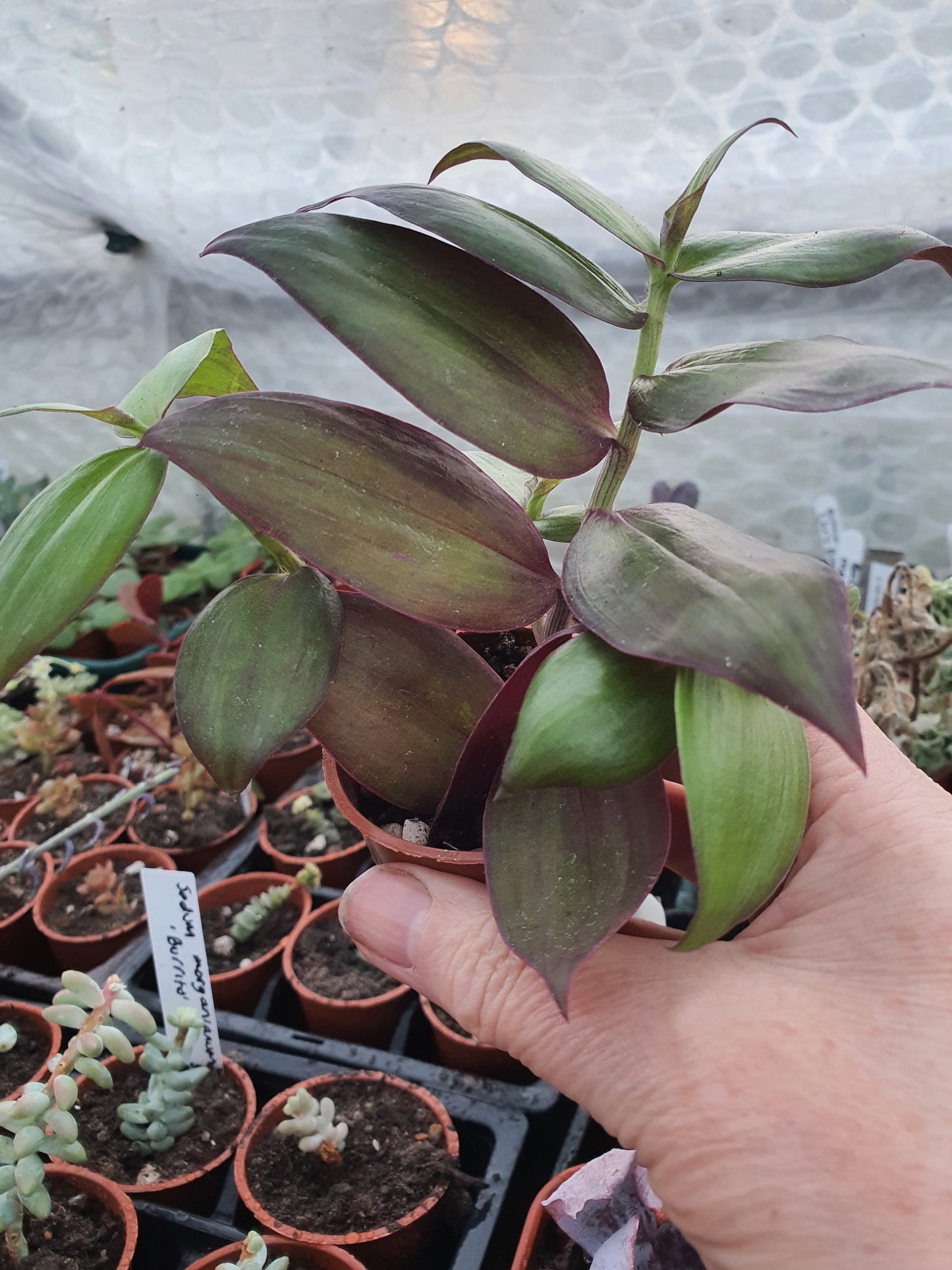 Tradescantia ' Flame Dance' (Wondering Dew cv) - Cutting