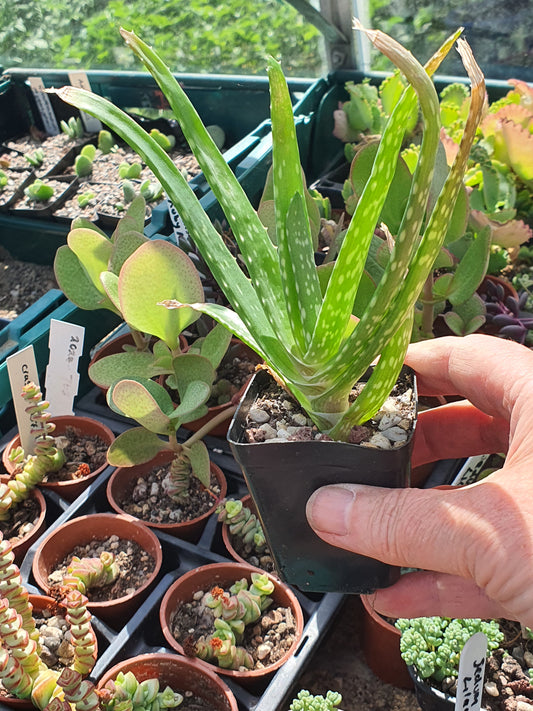 Aloe vera - Succulent