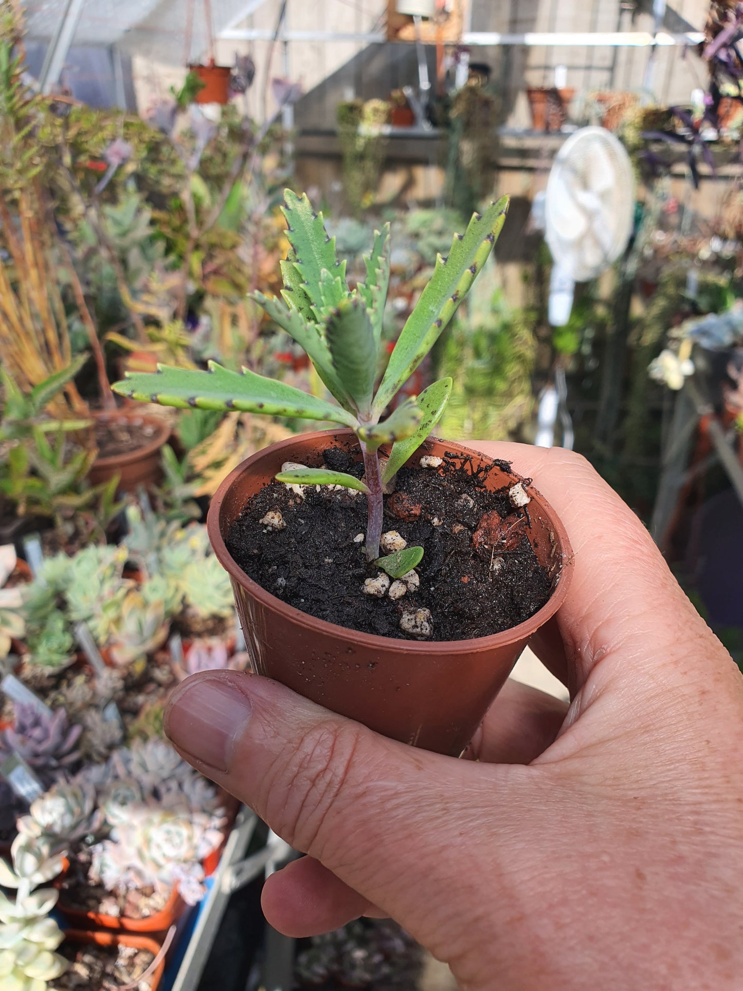 Kalanchoe tubiflora | Chandelier Plant |  Mother of Millions