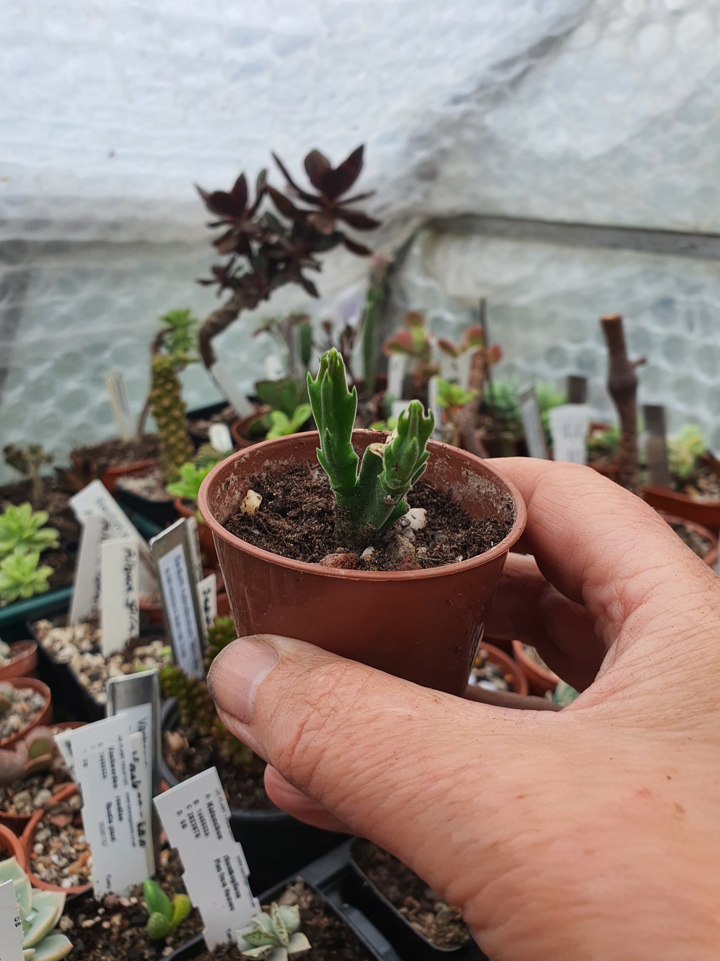 Stapelia hirsuta   | Star-Fish flower | Carrion Flower