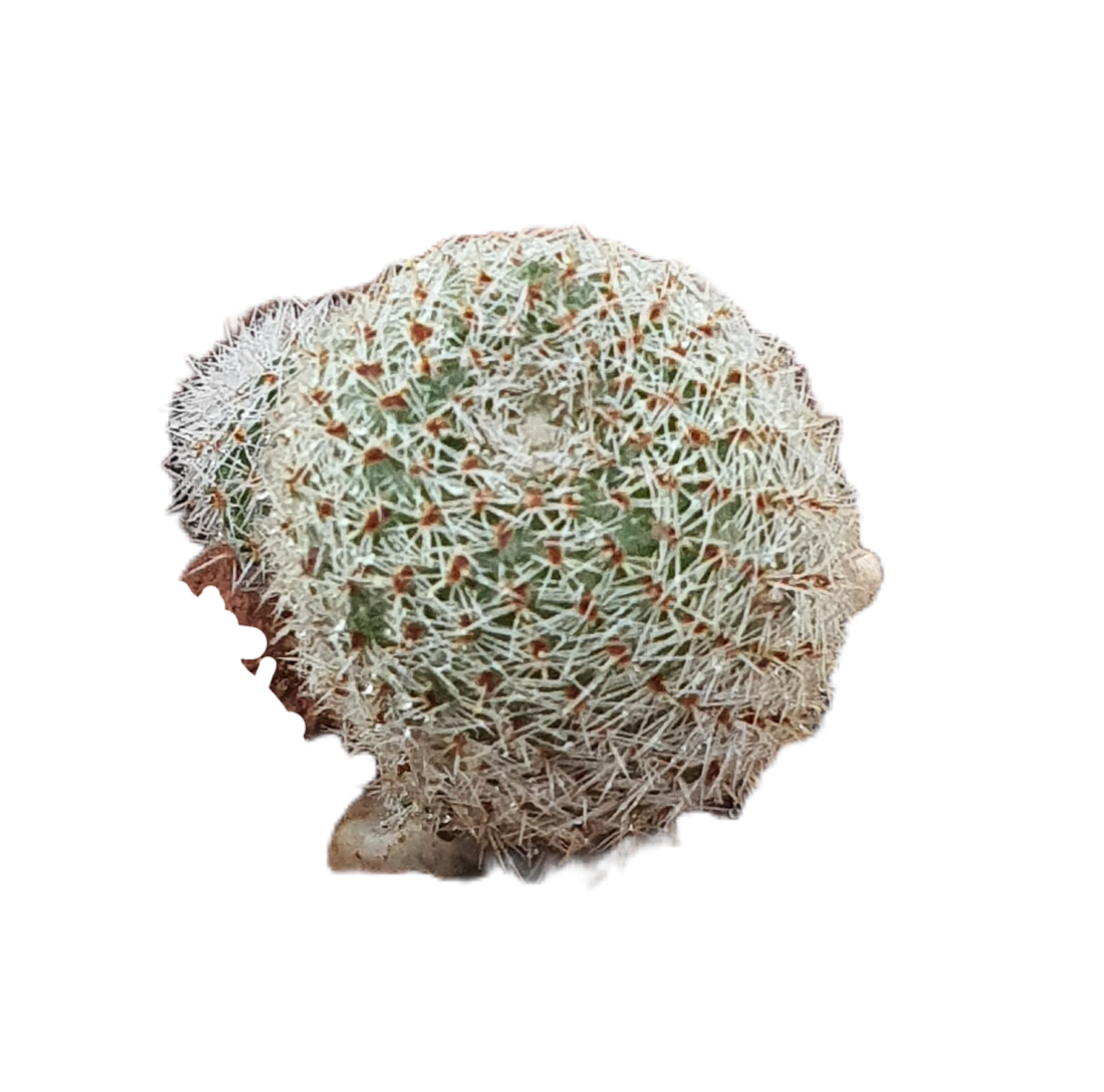 Aylostera 'Tiny Tim' | 🇬🇧 UK grown - UK grown houseplant - Barney Plants