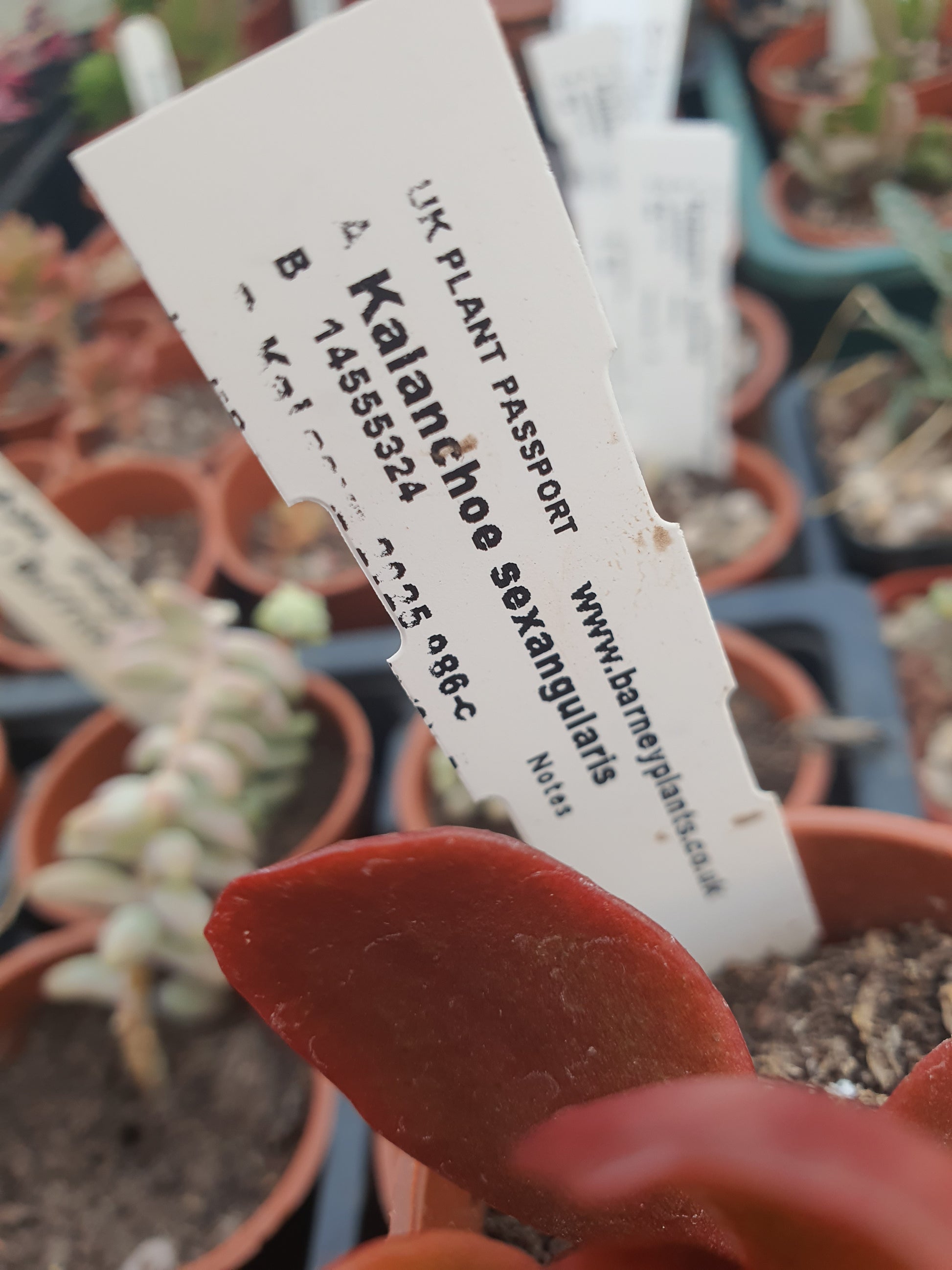 Kalanchoe sexangularis - UK grown houseplant - Barney Plants