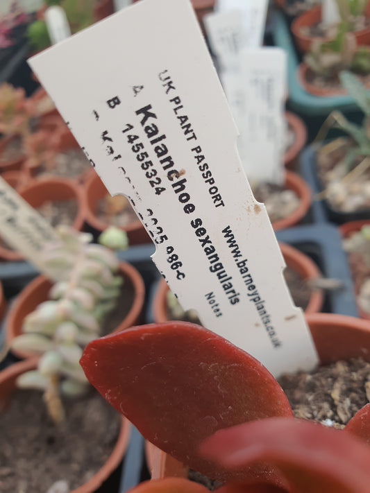 Kalanchoe sexangularis - UK grown houseplant - Barney Plants
