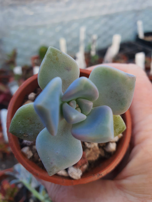 x Graptoveria (unnamed) - UK grown houseplant - Barney Plants