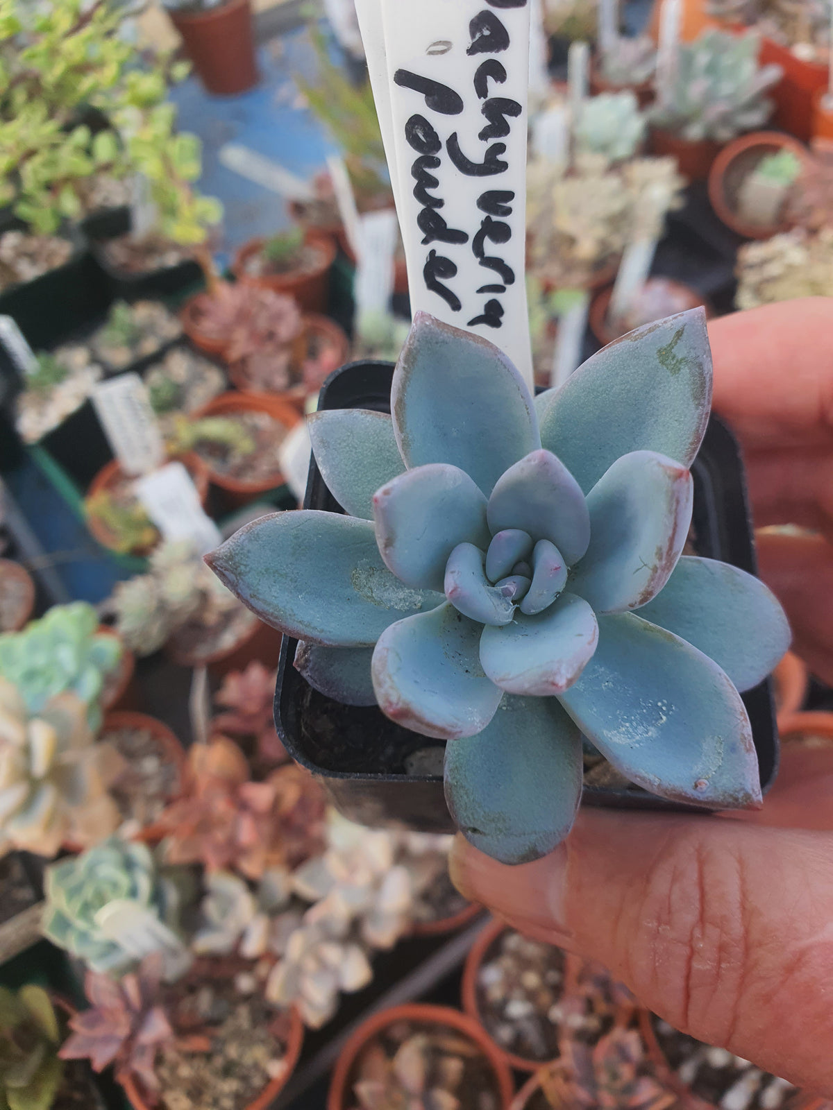 xPachyveria 'Powder Puff'