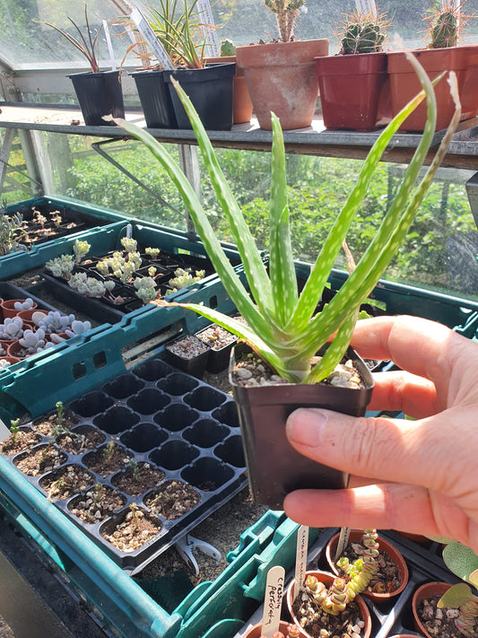 Aloe vera - Succulent