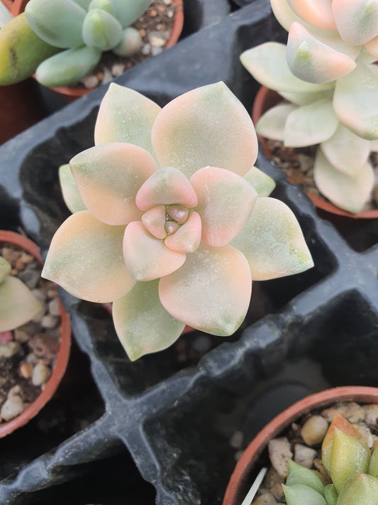 x Graptoveria 'Titubans' f. variegata  (Apricot Form)