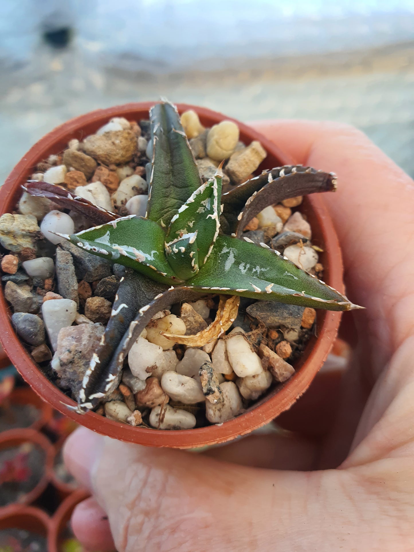 Agave victoriae-reginae - Queen Victoria Agave