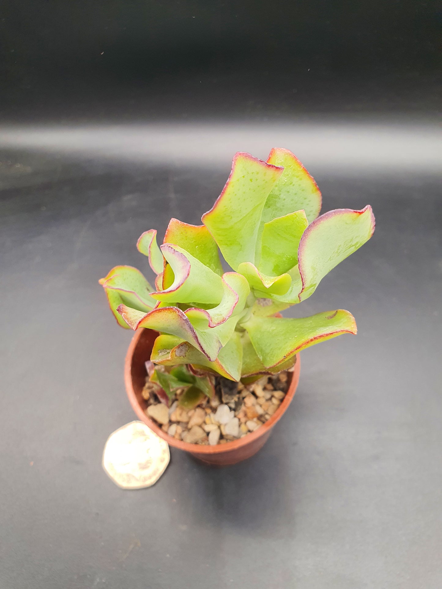 Crassula  arborescens cv — Silver Jade plant / Chinese Jade