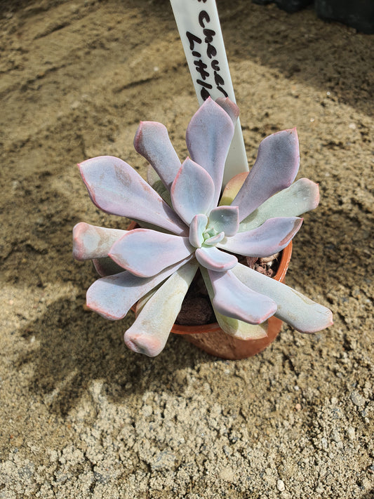 Echeveria 'Little Spoon'| 🇬🇧 UK Grown