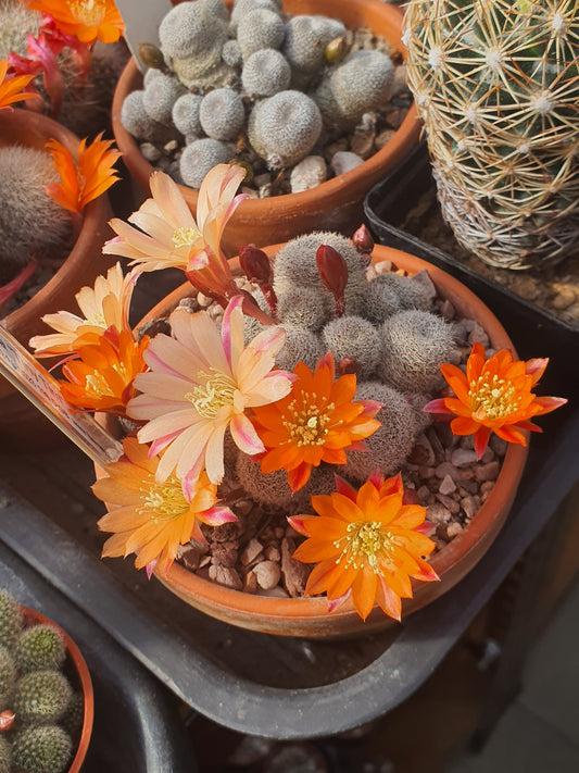 Aylostera 'Tiny Tim' | 🇬🇧 UK grown - UK grown houseplant - Barney Plants