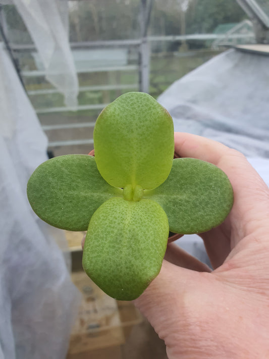 Crassula multicava - Fairy Crassula - UK grown houseplant - Barney Plants