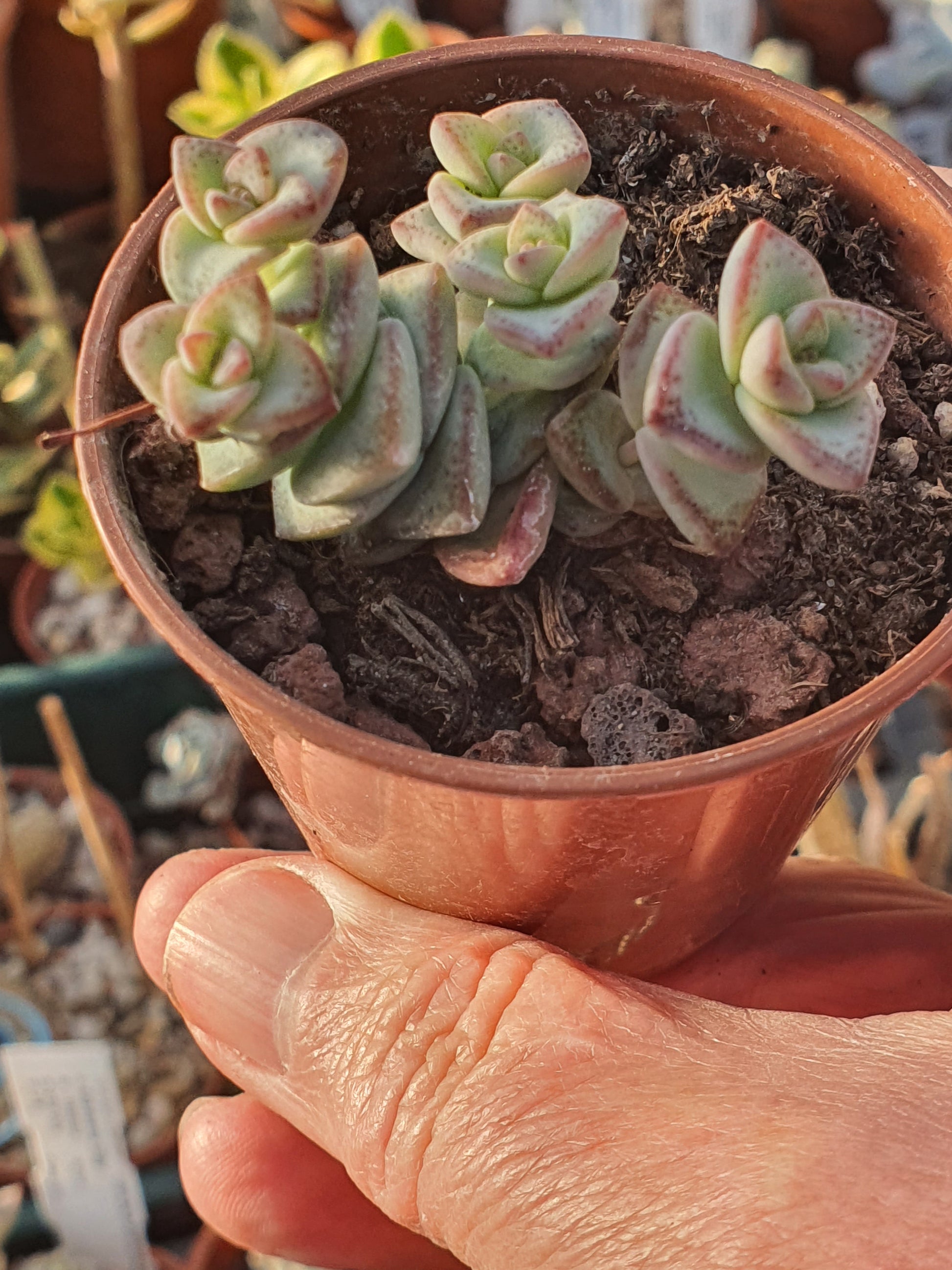 Crassula perforata 'Nealeana' - UK grown houseplant - Barney Plants