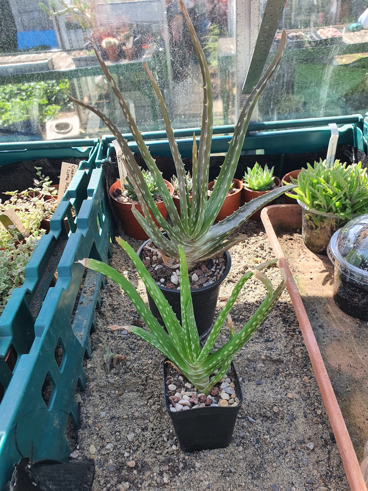 Aloe vera - Succulent
