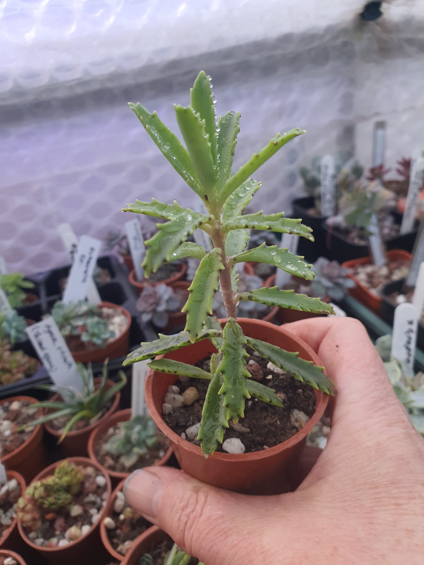 Kalanchoe tubiflora | Chandelier Plant |  Mother of Millions